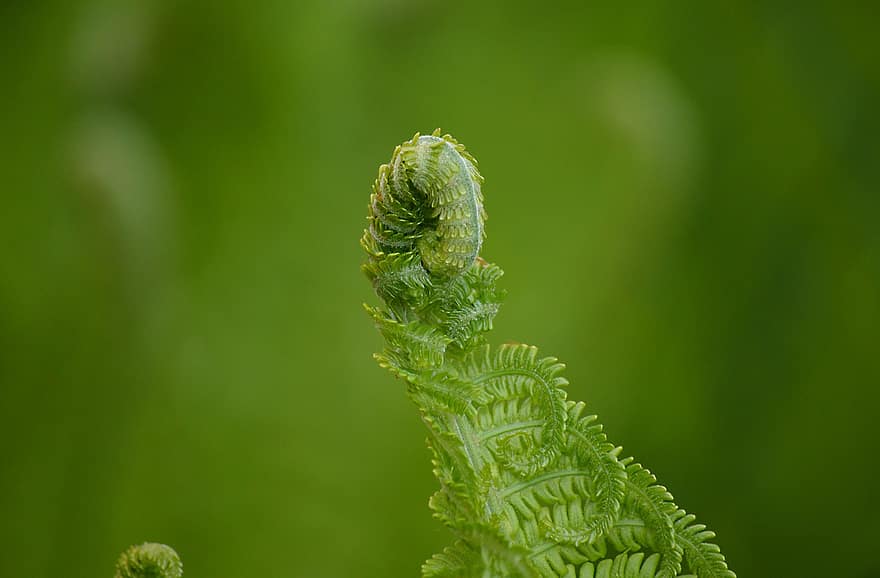 Fern, Fern Fronds, Sprout, Growth, Nature, Macro, close-up, green color, plant, leaf, summer