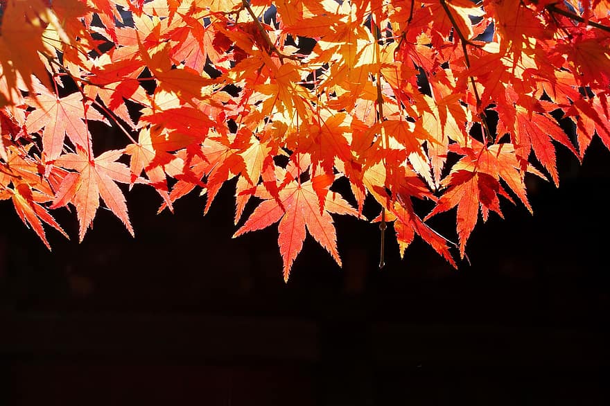 maple jepang, Daun-daun, musim gugur, dedaunan, maple, daun jeruk, cabang, jatuh, alam, merapatkan, warna oranye
