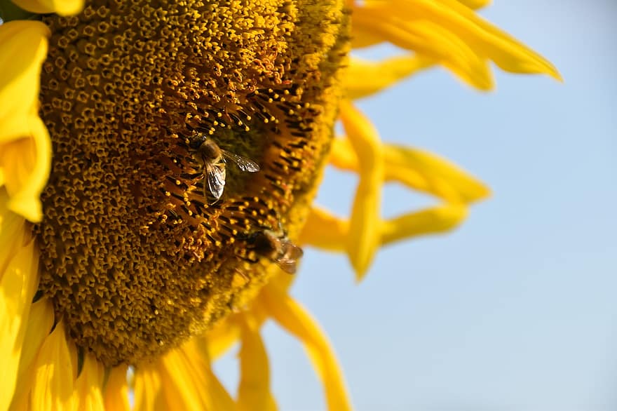 zonnebloem, bijen, bestuiven, bestuiving, stuifmeel, honingbijen, bloeien, bloesem, entomologie, insecten, bloem