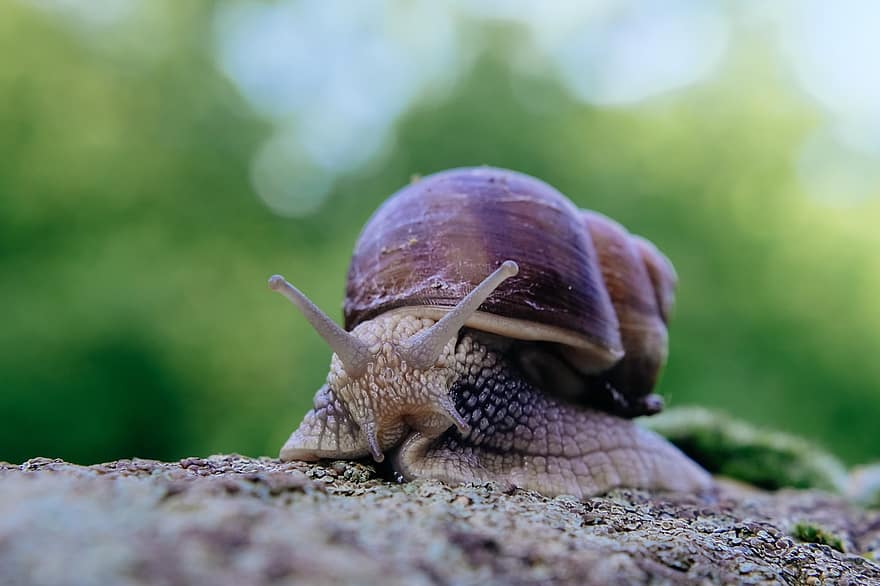 snegl, mollusk, gastropod, shell, dyr, bløtdyr, slimete, langsom, nærbilde, kryp, makro