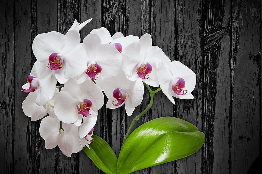 flor, orchis, orquídea, plantar, sala de flores, flor oriental, Pranchas, as pétalas, branco, Rosa, folhagem