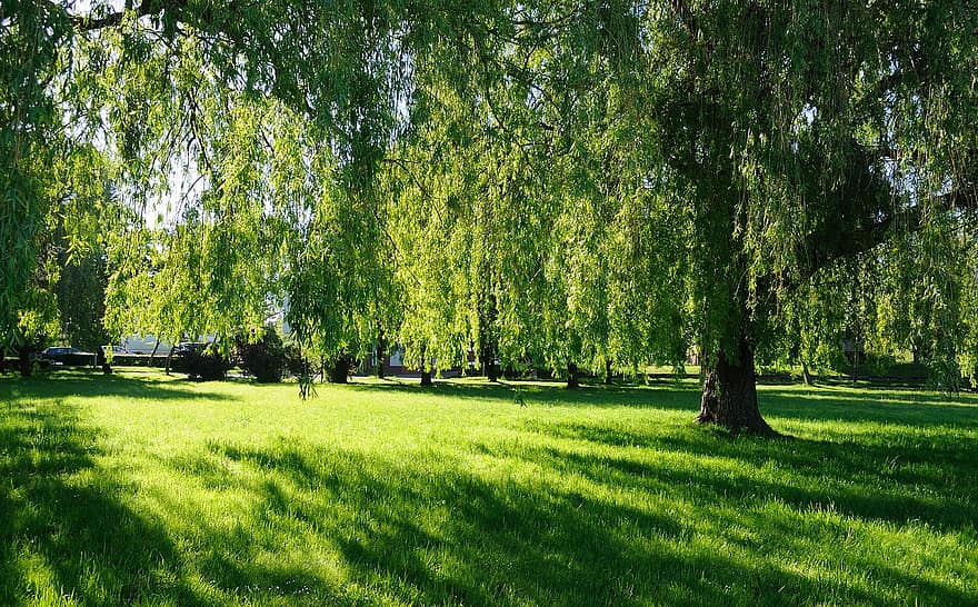 Park, Trees, Nature, Outdoors, tree, summer, grass, green color, forest, meadow, landscape