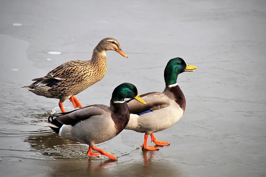 Ducks, Wild, Female, Male, Water, Bird, Frozen, Pond