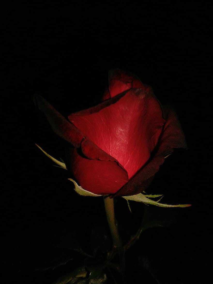 गुलाब का फूल, फूल, पौधा, लाल गुलाब, लाल फूल, पंखुड़ियों, फूल का खिलना, अंधेरा