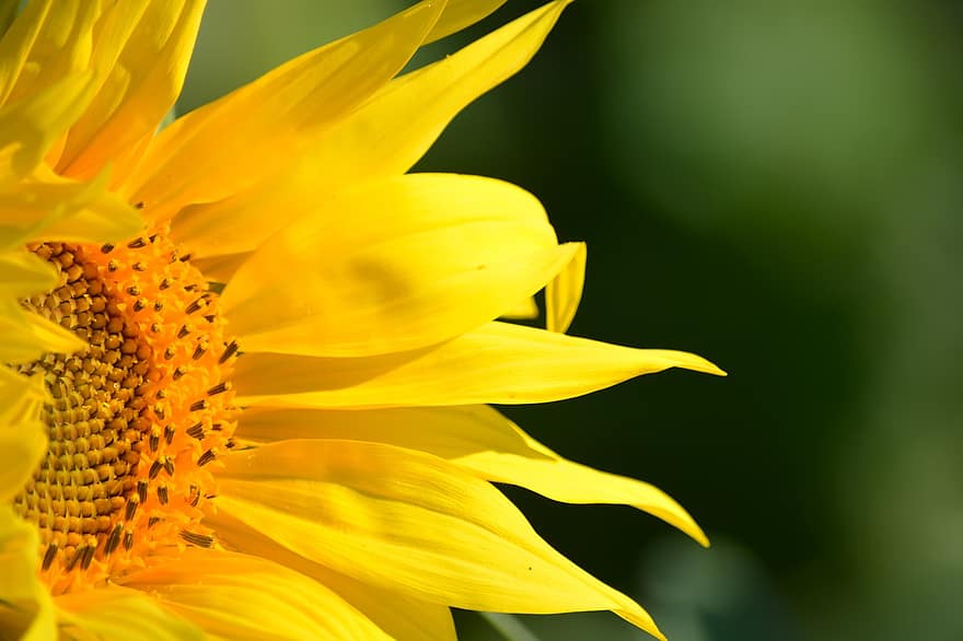 Sunflower, Petals, Pollen, Nature, Garden, Flower, Sun, Plant