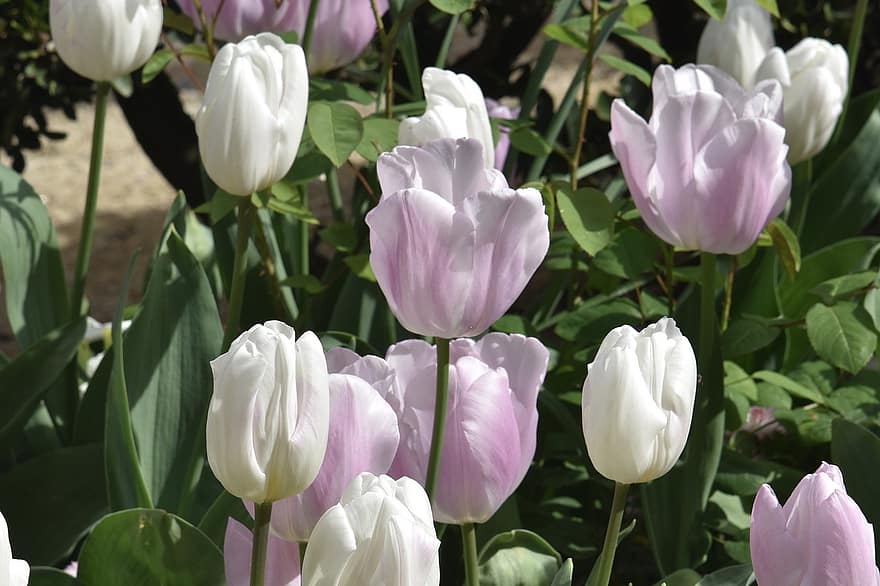 flores, tulipas, plantas, botânico, flora, crescimento, Primavera, sazonal, flor, Flor, botânica