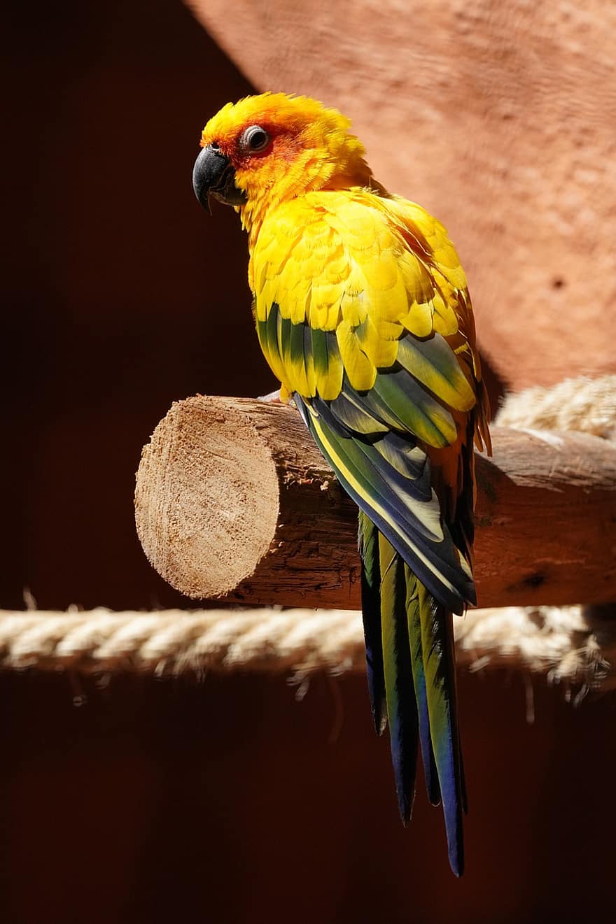 fugl, papegøje, ornitologi, næb, arter, dyr, aviær