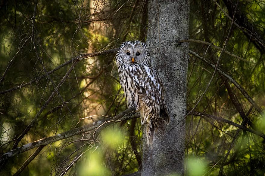 Ural Owl, Strix Uralensis, Bird, Nature, Wildlife, Bird Of Prey, Animal, Feathers, Animals In The Wild, Outdoors, Woods