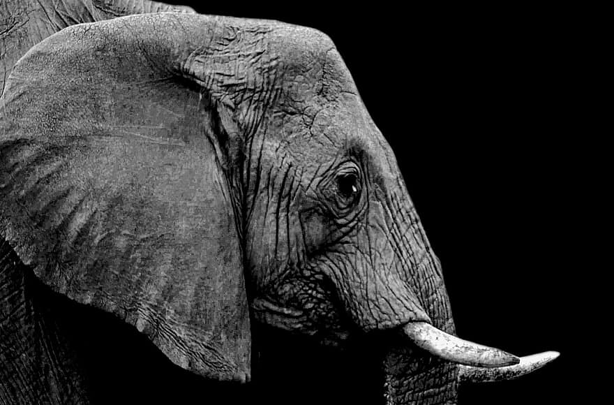 الفيل ، الشثني حيوان ، حيوان ، طبيعة ، الحيوانات البرية ، اسود و ابيض ، فيل أفريقي ، الحيوانات في البرية ، ناب ، أفريقيا ، الأنواع المهددة بالإنقراض