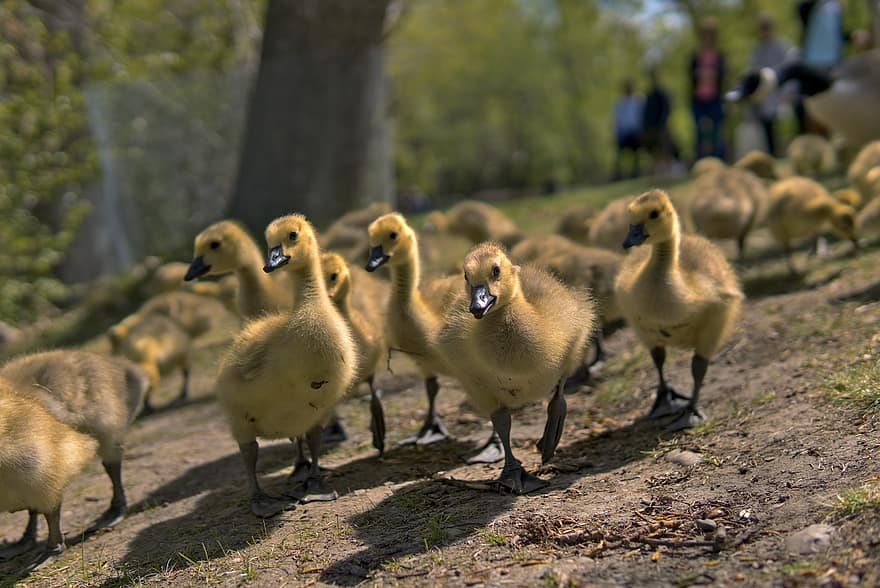 Goose, Chick, Bird, Group, Cute, Animal