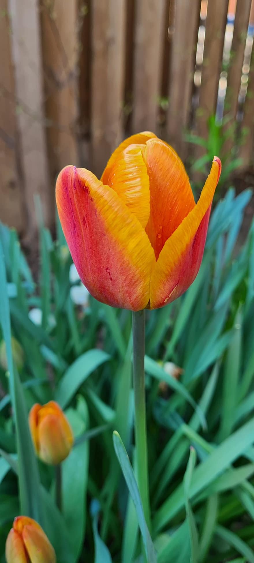 tulipa do jardim, tulipa gesneriana, lírio, liliaceae, flor, tulipa, pétalas, Flor, flora, natureza, plantar