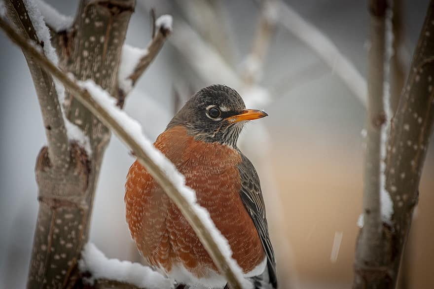 robin, burung, hewan, salju, musim dingin, snowdrift, embun beku, dingin, margasatwa, bulu burung, cabang
