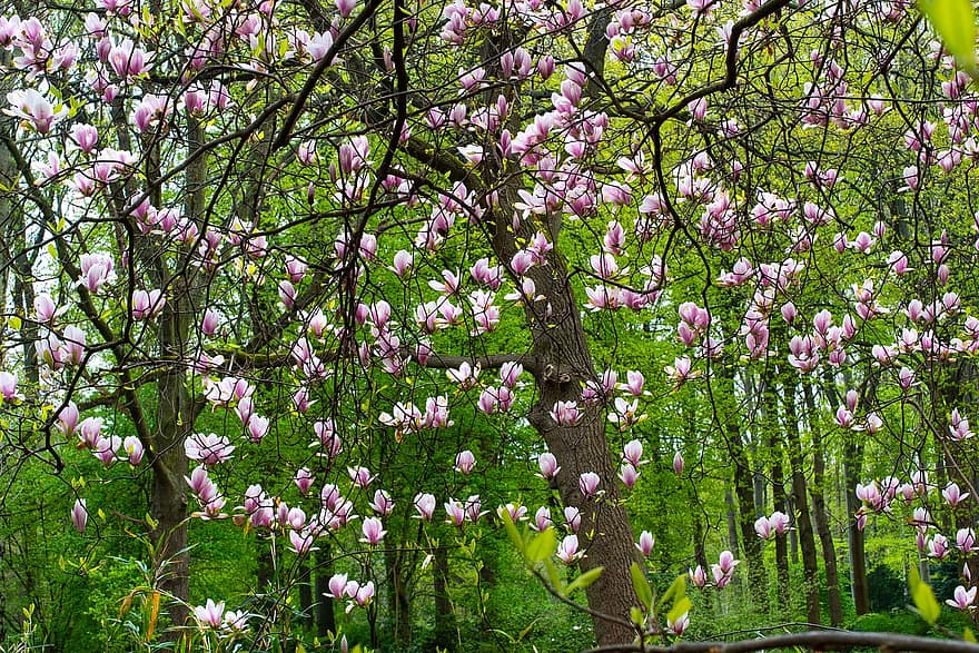 drzewo, kwiaty, magnolia, Natura, wiosna, flora, roślina, kwiat, kolor różowy, kwitnąć, lato