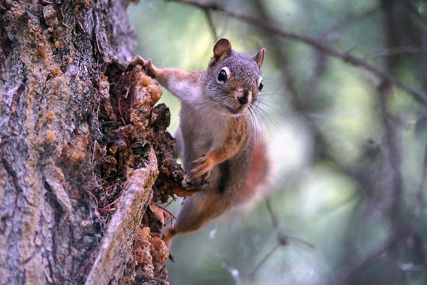 mókus, természet, állat, rágcsáló, vadvilág, vad, fa, emlős, erdő, szabadtéri