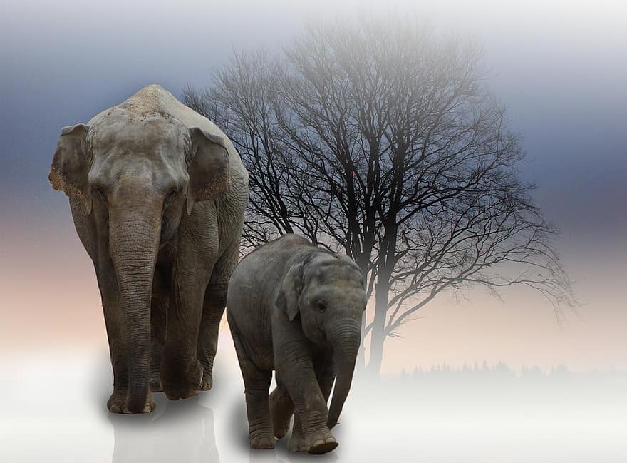 zilonis, dzīvnieku, zīdītāju, proboscidea, bērnu zilonis, tuvplāns, afrikānis, krūms, zilonis, kociņi, proboscis, savvaļas dzīvnieki, safari