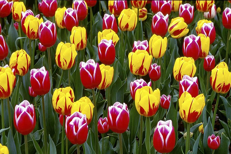 tulipán, květiny, barva, jaro, zahrada, Příroda, květ, Červené, barvitý, flóra, rostlina