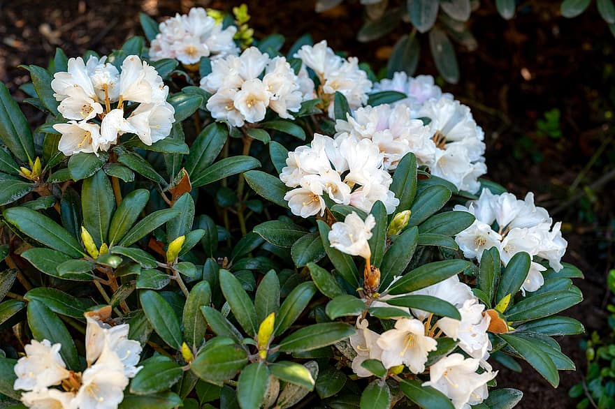 Rhododendron, Blumen, Pflanze, Azalee, weiße Blumen, Blütenblätter, Niere, blühen, Blätter, Frühling, Garten