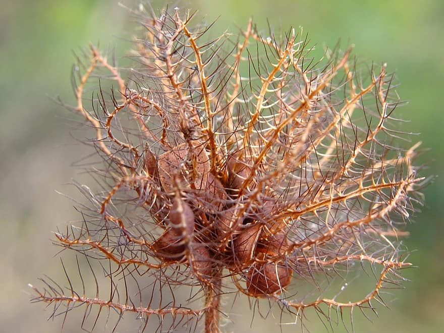 Plant, Dried, Prickly, Seed Head, Seeds, Dried Flower, Withered, close-up, macro, leaf, tree