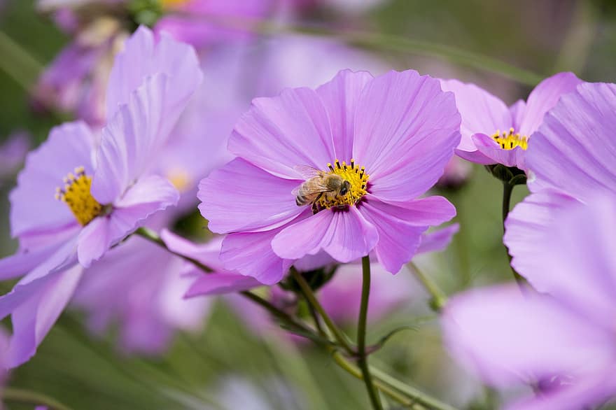 Cosmos, Pink, Bee, Dreamy, Nature, Flowers, Bloom