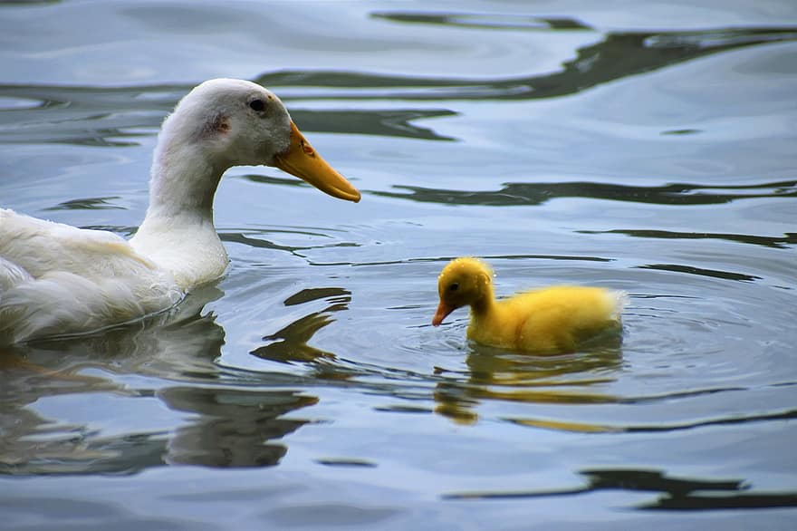 Pato, anadón, plumas, aves, lago, río, familia de patos, naturaleza, agua, junto al lago, orilla