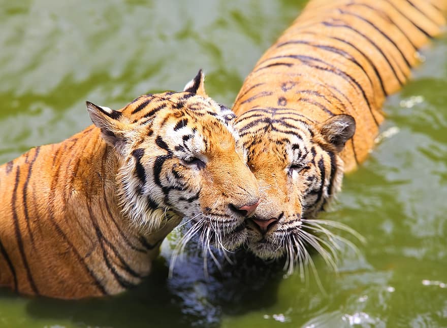 тварина, тигр, ссавець, видів, фауна, дикої природи, бенгальський тигр, тварини в дикій природі, неприручена кішка, котячих, великий кіт