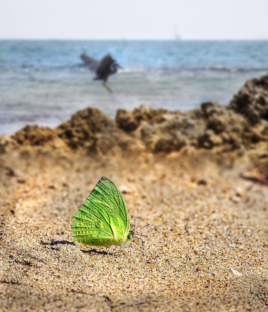 песок, пляж, бабочка, зеленая бабочка, насекомое, крылатое насекомое, крылья бабочки, чешуекрылые, ошибка, мир животных, берег
