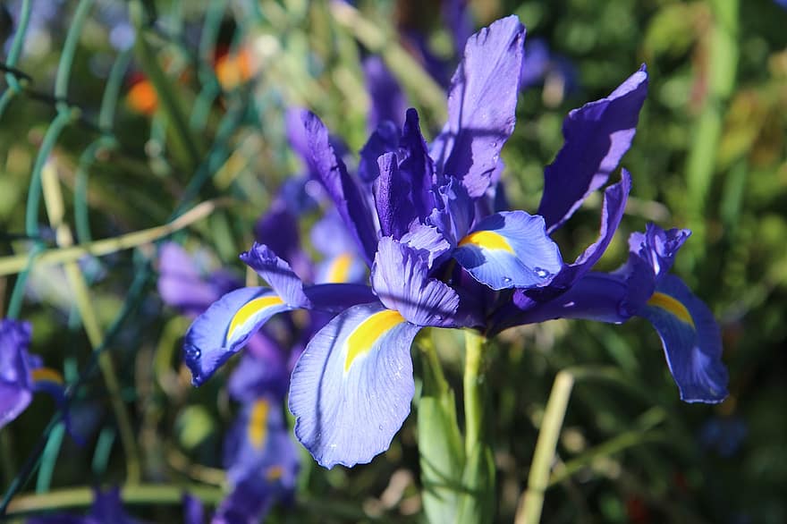 Flores azules, las flores, pétalos azules, pétalos, floración, flor, flora, naturaleza, plantas, plantas floreciendo, de cerca