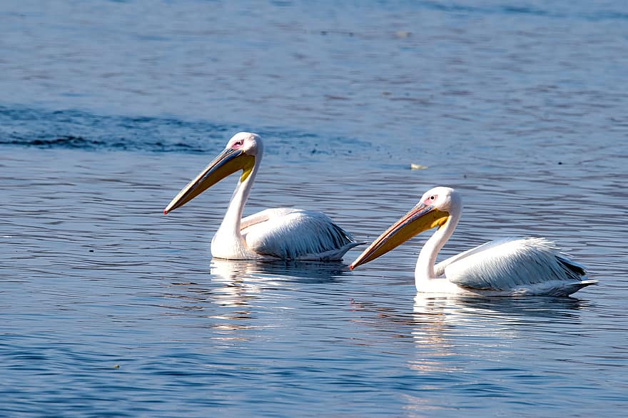 pelikán, ptáků, jezero, plavat, zvířat, peří, účty, vodní pták, ornitologie, živočišného světa, Příroda