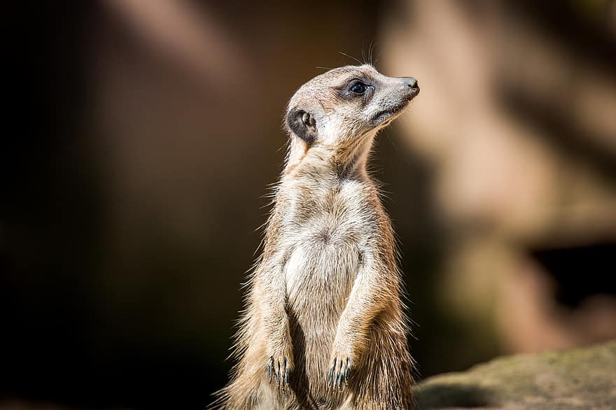 Meerkat, Mammal, Fur, Animal, Curious, Desert, Zoo, Wild