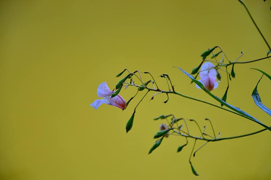 orchidea, kwiat, kwitnąć, Natura, wzrost