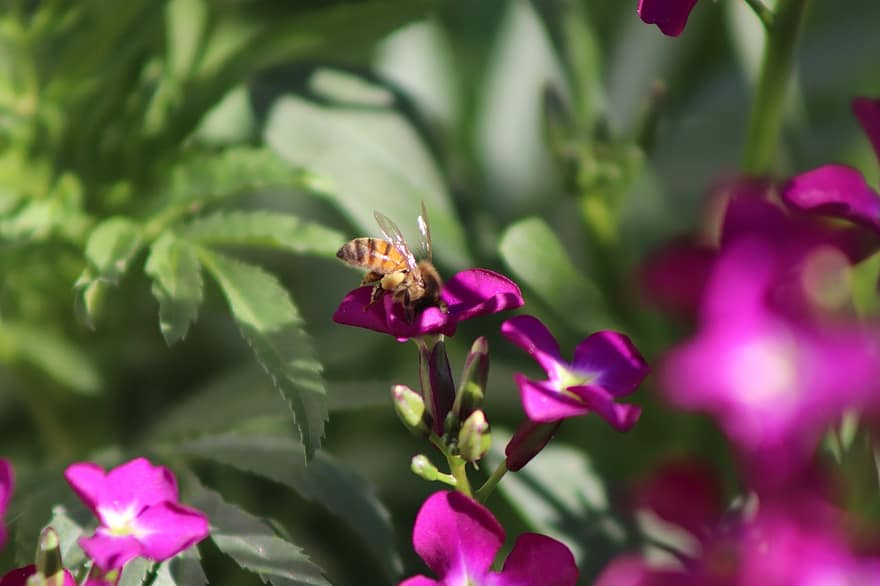 пчела, естествен, нектар, природа, цветен прашец, пружина, цвете, градина, животно, кошер, растение