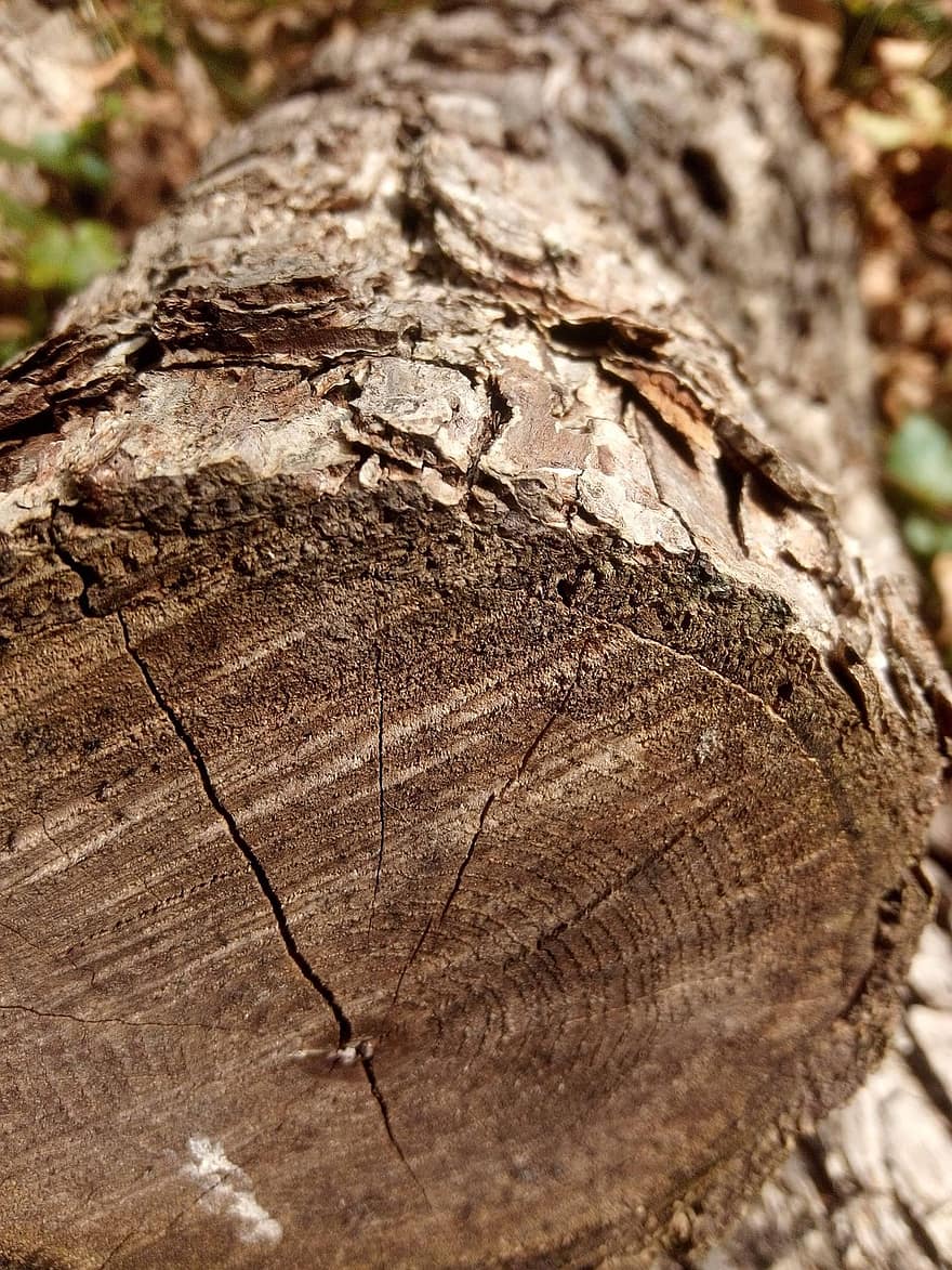 Oak, Tree, Nature, Mountains, forest, wood, tree trunk, timber, close-up, backgrounds, log