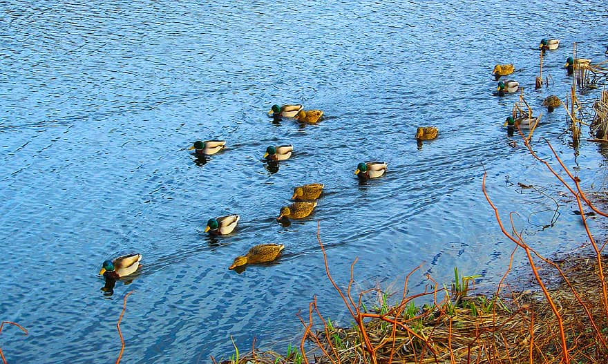 Ducks, Mallards, Birds, Swim, Waterfowls, Water Birds, Animals, Lake, Water, Plumage, Feathers