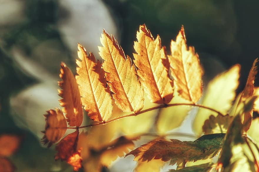 ősz, levelek, lombozat, őszi levelek, őszi lombozat, őszi színek, őszi szezon, esik lombozat, természet