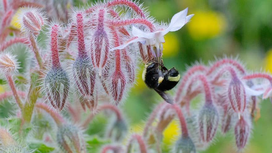 bi, insekt, pollen, surr, humla, honung, närbild, blomma, makro, grön färg, växt