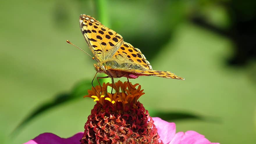 sommerfugl, insekt, blomst, Zinnia, anlegg, pollen, flora, vanlig leopard, Spotted Rustikk, sommerfuglbestøvning, hage