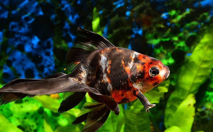Goldfish, Fish Tank, Pet, fish, underwater, water, multi colored, tropical climate, blue, green color, pets