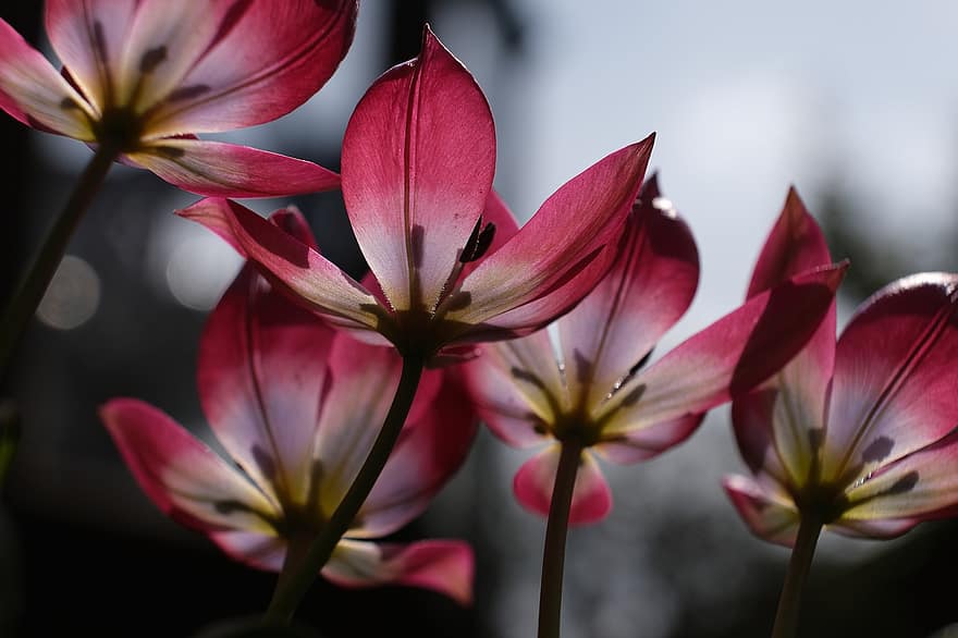 wilde Tulpen, Blumen, Pflanzen, rosafarbene Tulpen, Blütenblätter, blühen, Flora, Wiese, Natur, Blume, Pflanze
