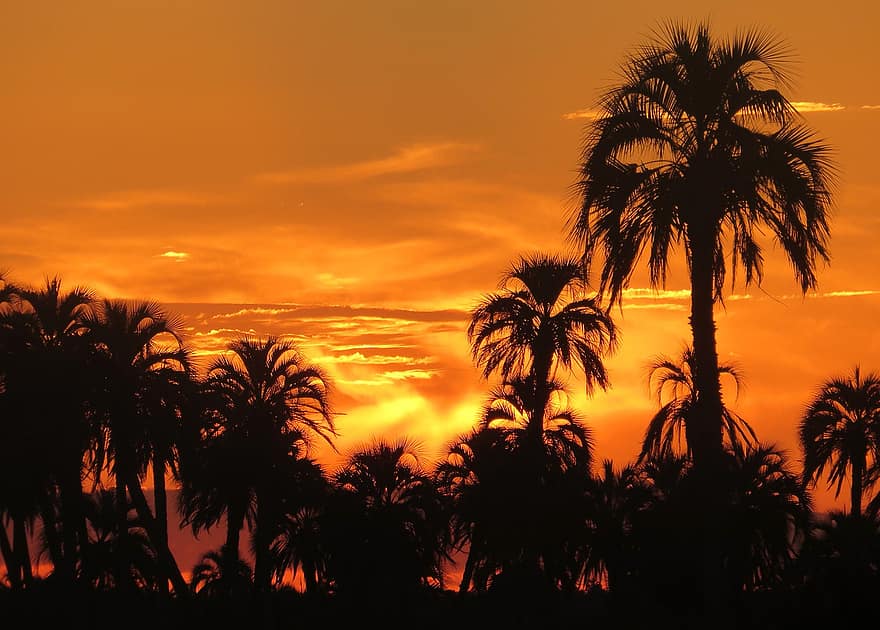 solnedgang, palmer, natur, silhouette, palm, tropisk, planter, trær, landskap, oransje himmel, skumring