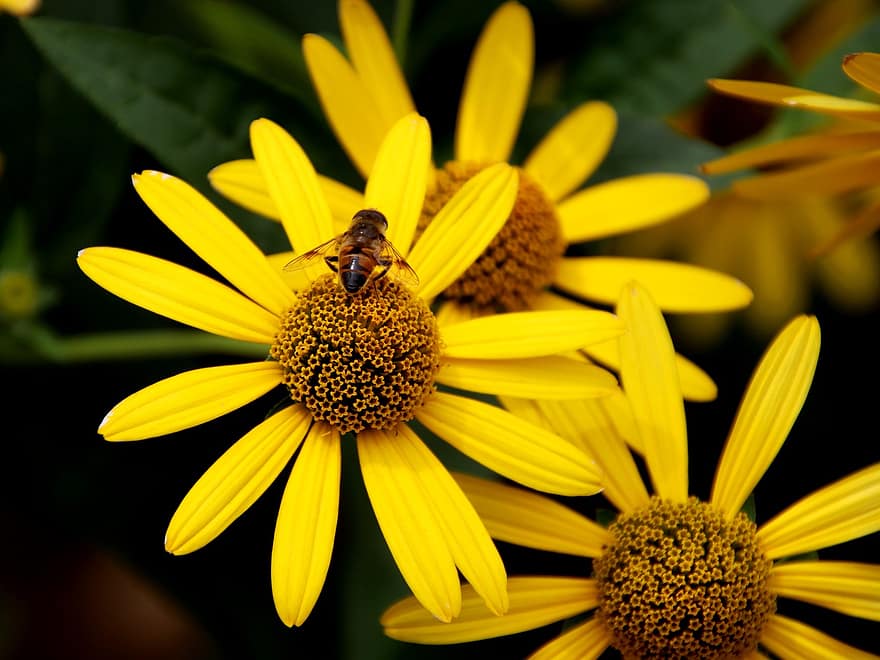 жълти цветя, пчела, опрашване, tickseed, насекомо, макро, жълтичка, диви цветя, градина, ливада, флора