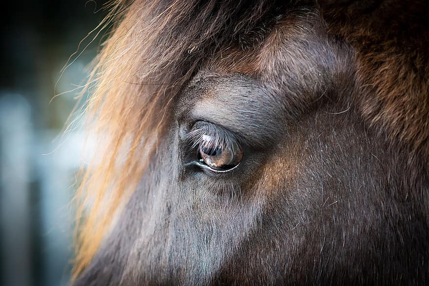 zirgu galvu, acs, zirgs, ponijs, Īslandes zirgs, brūna, zirgu acs, kažokādas, krēpes, tuvplāns, dzīvnieku