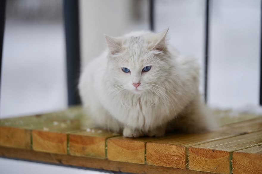 kočka, domácí zvíře, zvíře, bílá kočka, koťátko, domácí, kožešinový, Kočkovitý, roztomilý, savec, lavice