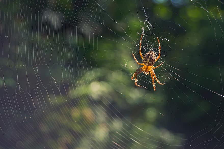 Spider, Web, Cobweb, Spiderweb, Arachnid, Arachnophobia, Arthropod, Insect, Bug, Network, Nature