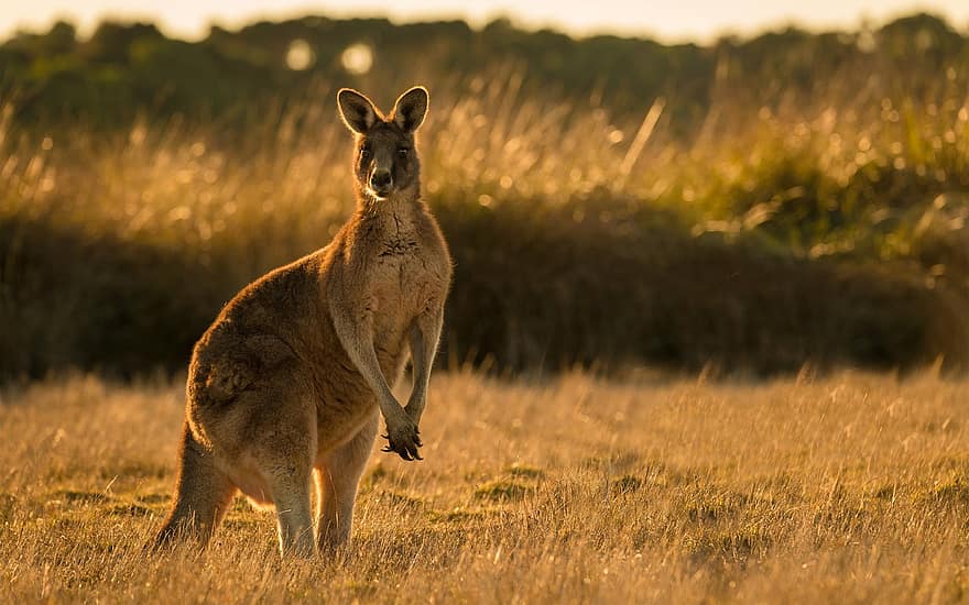 kenguru, emlős, Ausztrália, fű, vadon élő állatok, aranyos, tanya, napnyugta, szőrme, erszényes állat, rét