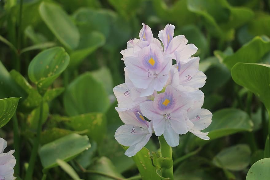 водяной гиацинт, цветы, Eichhornia, фон, Бангладеша, природа