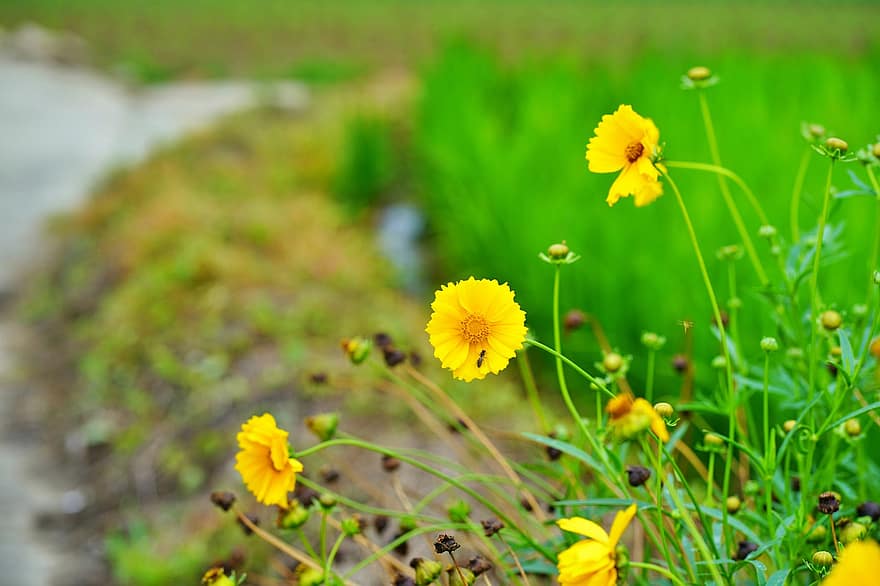 geumgyeguk, żółty kwiat, Natura, żółty, kwiaty, dziki kwiat, ogród