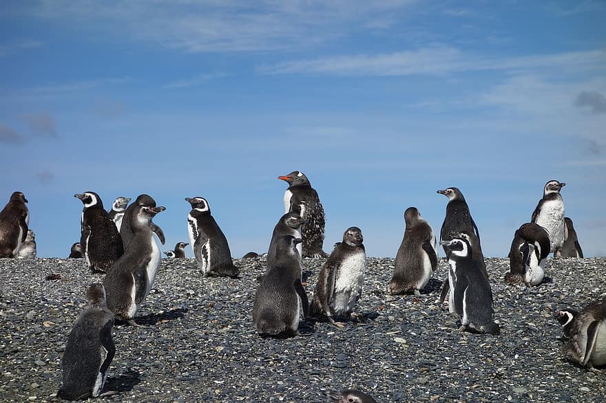tučňáci, zvíře, ptáků, Argentina, Patagonia, Příroda