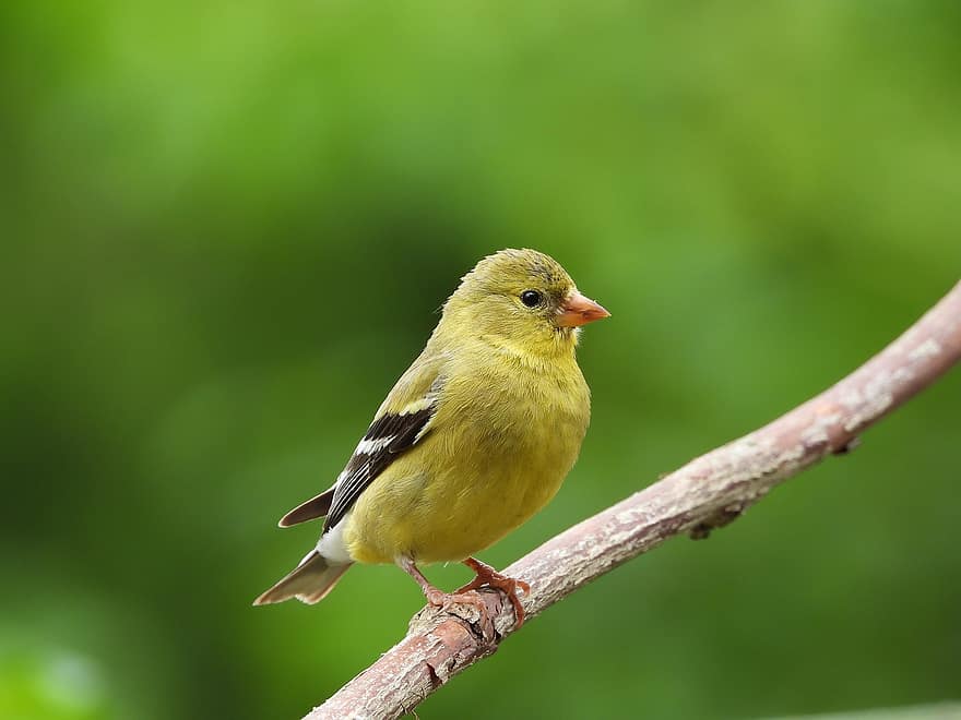 Goldfinch, fugl, dyreliv, natur