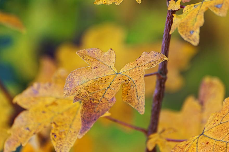 strom, listy, barvitý, les, podzim, list, žlutá, sezóna, vícebarevné, říjen, zářivé barvy