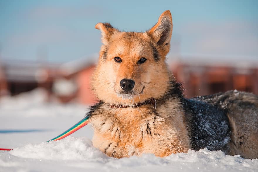 cão, animal, neve, trela, cão doméstico, canino, mamífero, peludo, fofa, inverno
